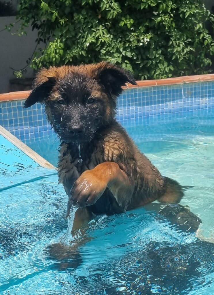 can brutus