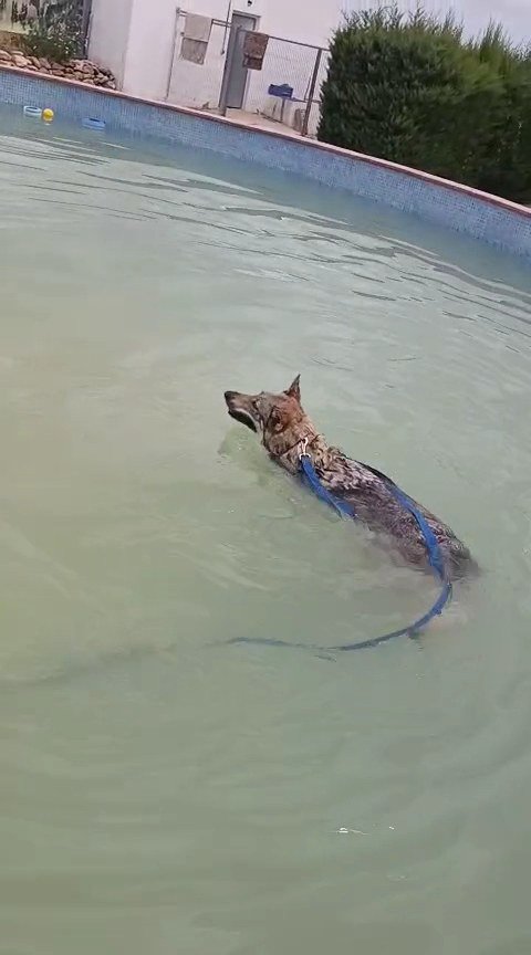 can brutus