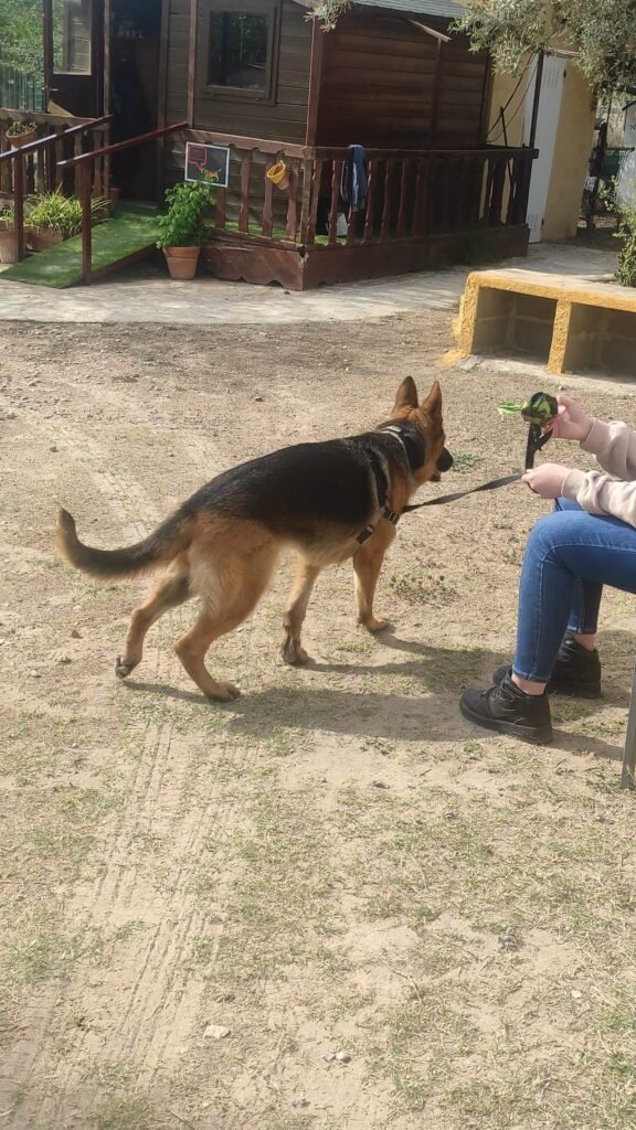 can fauna