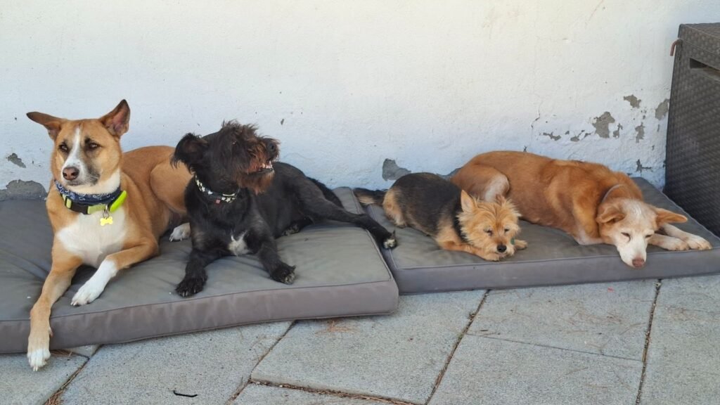 Can Kai – residencia canina en Baleares