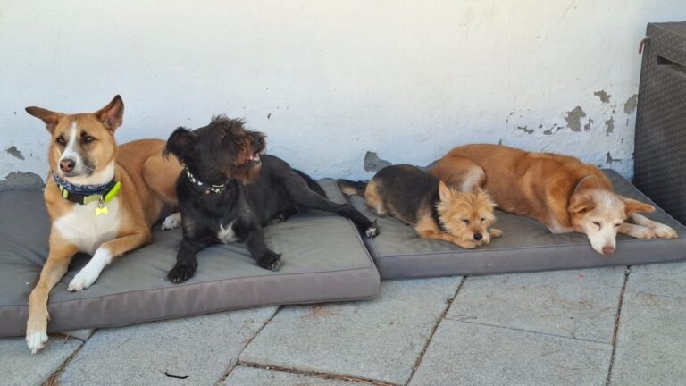 Can Kai – residencia canina en Baleares