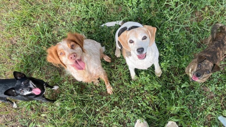 Residencia Canina Can Pluto – residencia canina en Tarragona