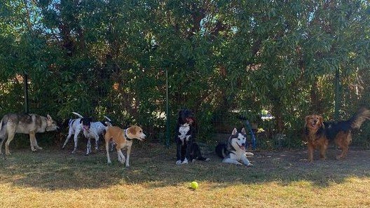 Residencia Canina Can Resort – residencia canina en Málaga