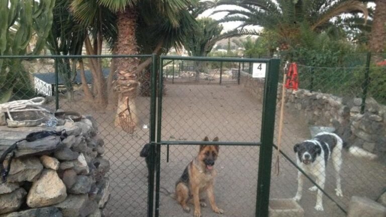 Guardería Canina CanaryCan – residencia canina en Las Palmas