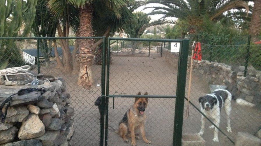 Guardería Canina CanaryCan – residencia canina en Las Palmas