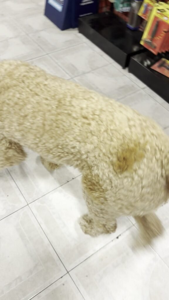 canedupo