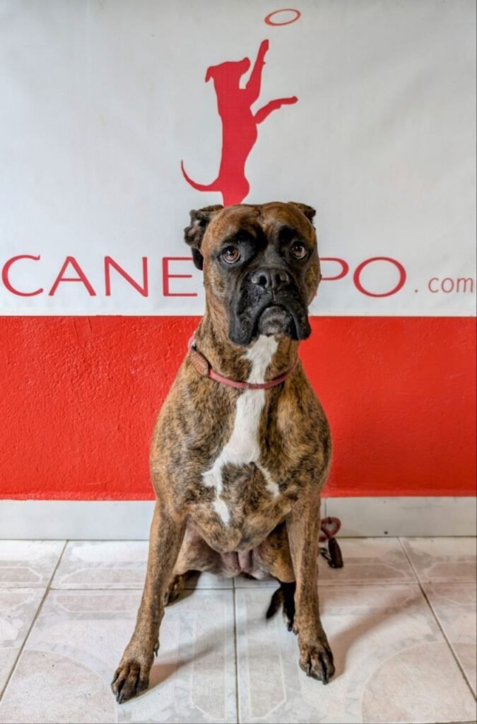 canedupo
