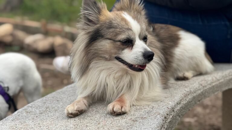 Residencia Canina Canine Tarraco – residencia canina en Tarragona