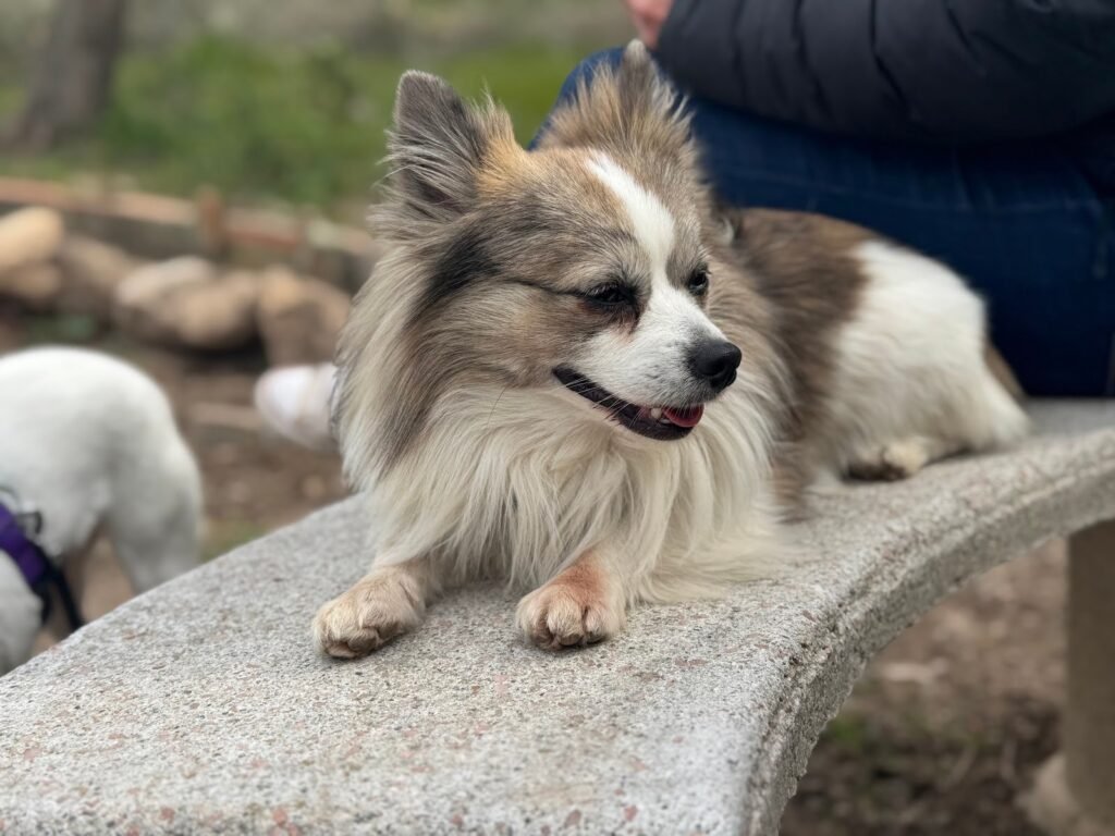 canine tarraco