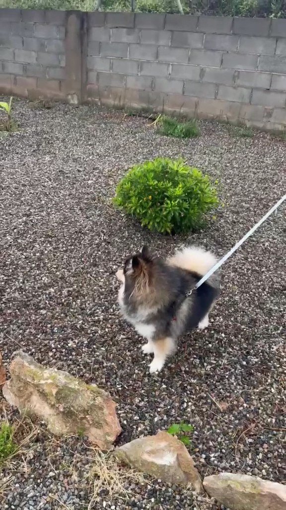 canine tarraco