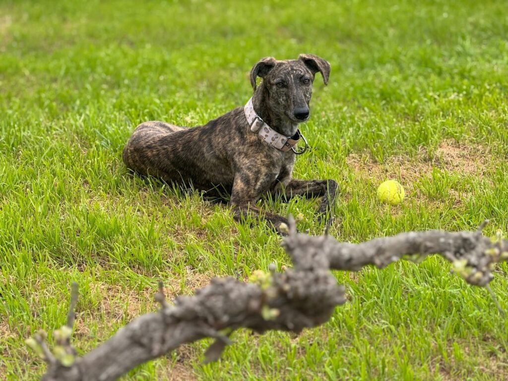 canine tarraco