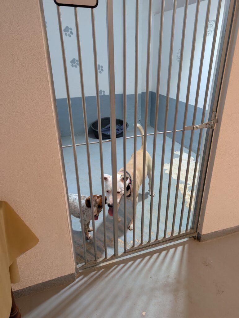 canine tarraco