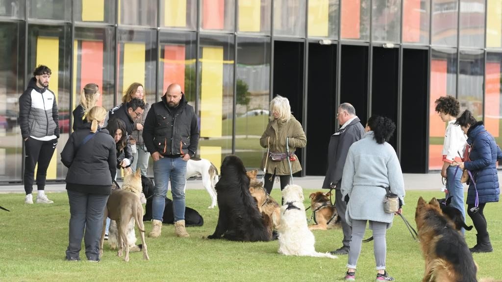 Residencia Canina Canis Club León – residencia canina en León