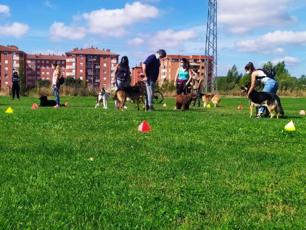 canis club león