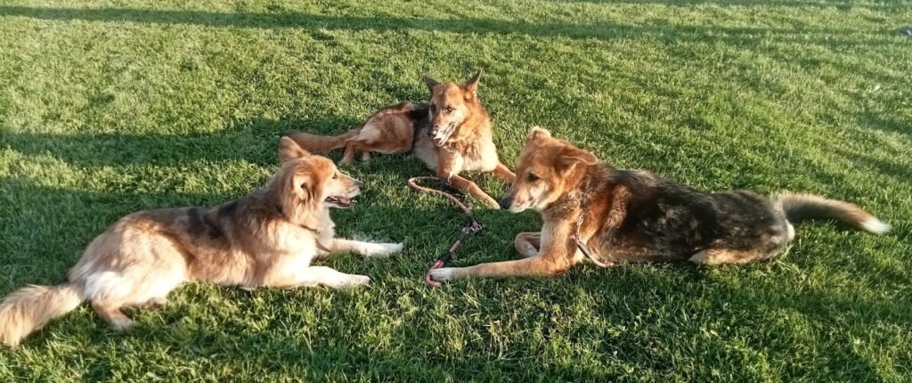 canis club león