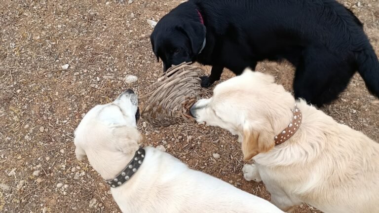 Canislandia – residencia canina en Baleares