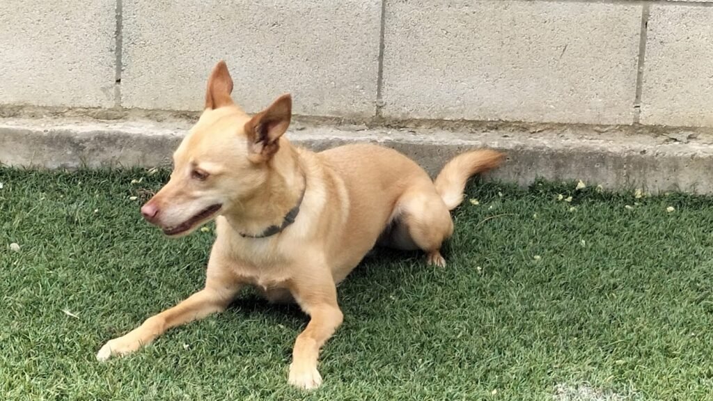 Residencia Canina Carucan – residencia canina en Sevilla