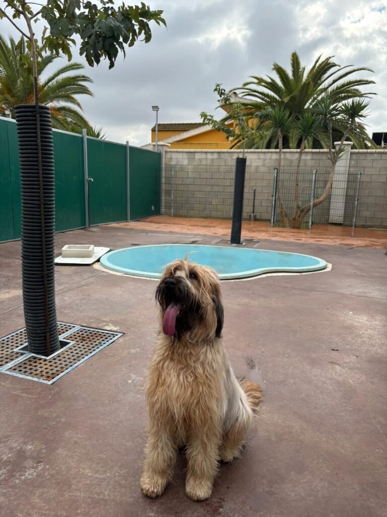 carucan