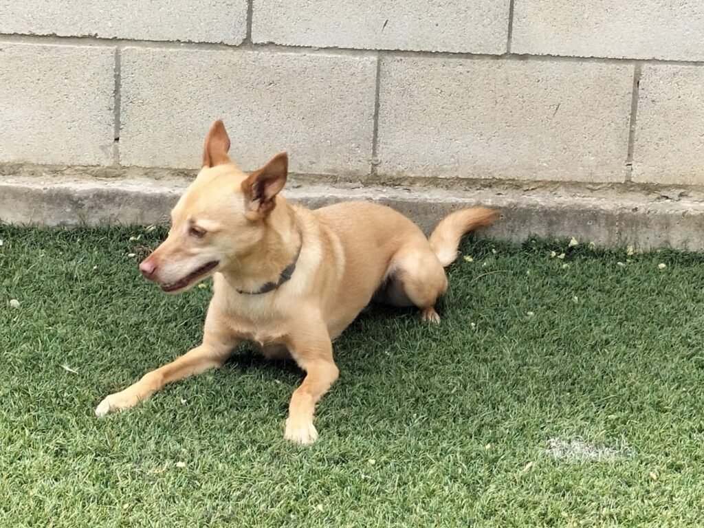 carucan