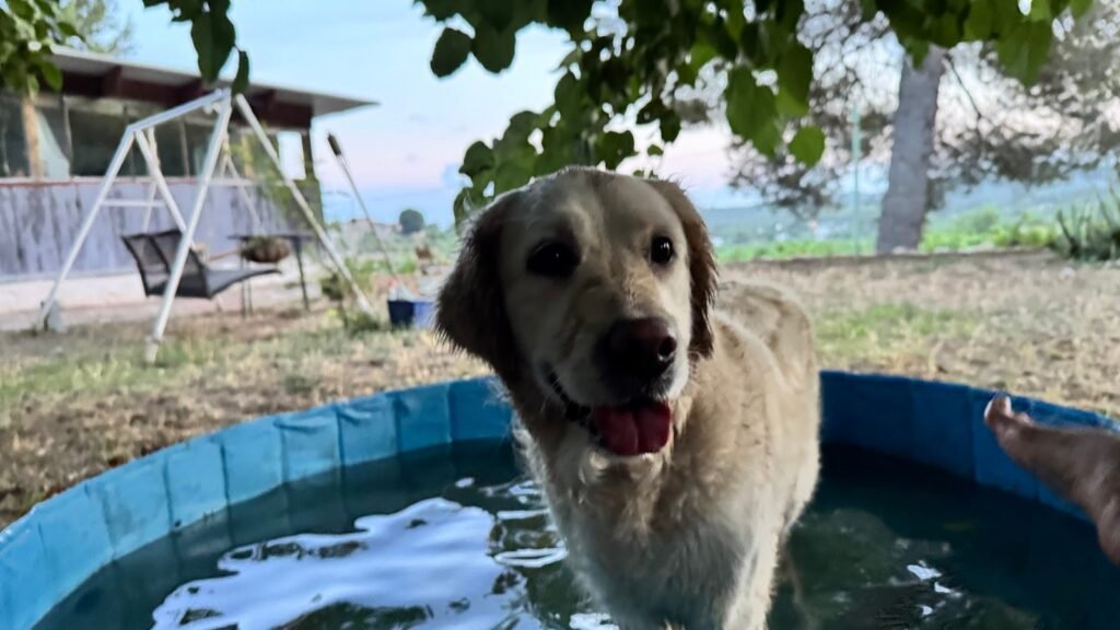 Guardería Canina Casa Cindor – residencia canina en Tarragona
