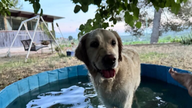Guardería Canina Casa Cindor – residencia canina en Tarragona