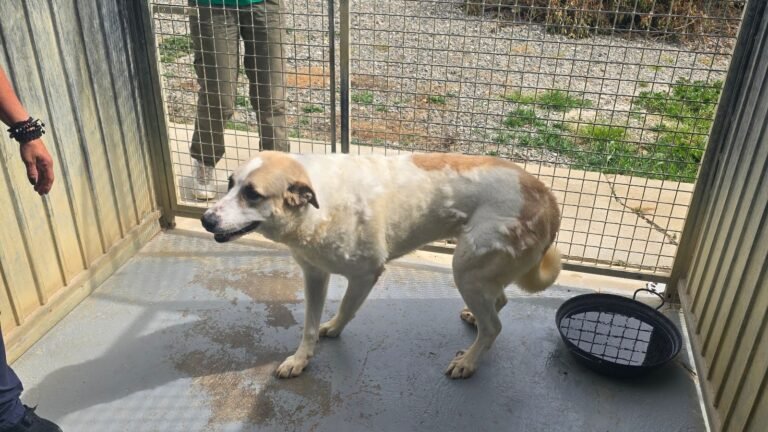 Residencia Canina Cat and Dog World – residencia canina en Málaga