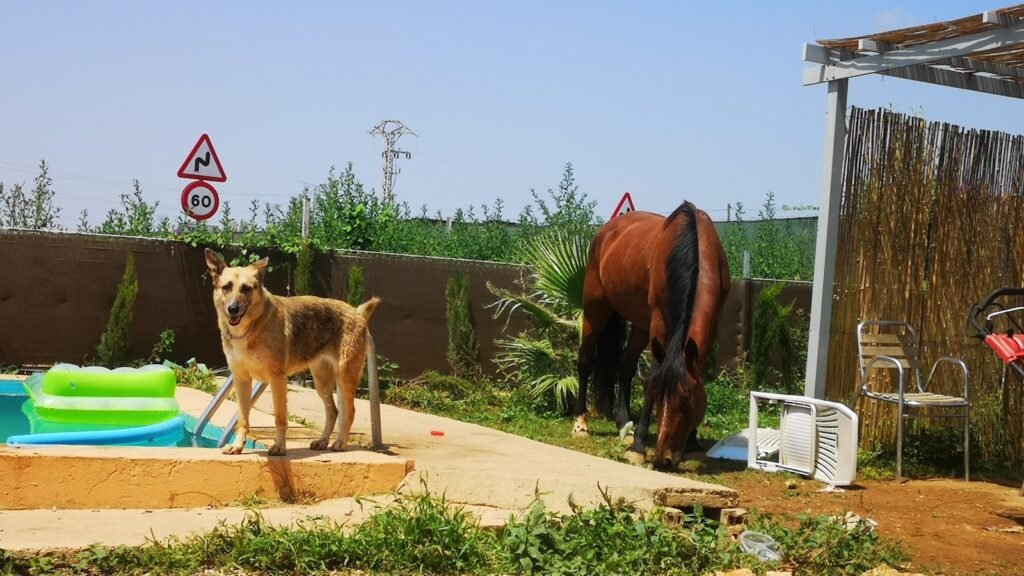 Residencia Canina Cencaval – residencia canina en Valencia