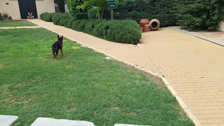 Residencia Canina Cenla – residencia canina en Valencia