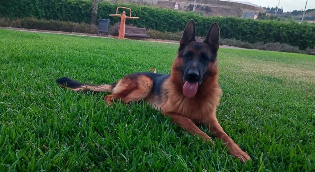 centro canino aragonés
