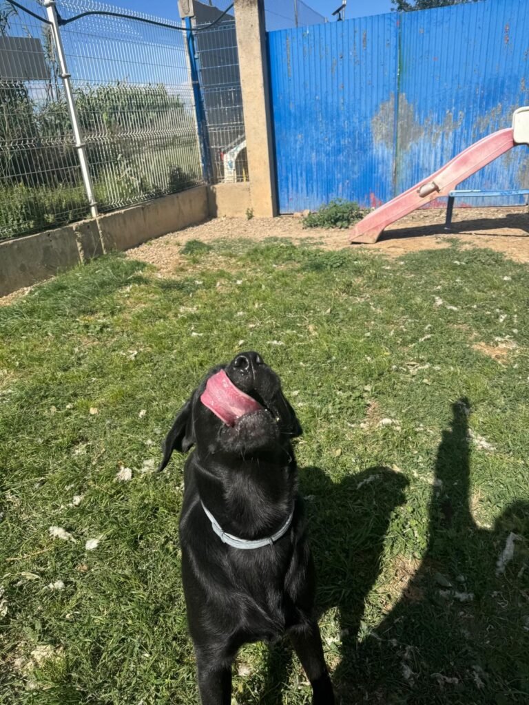 centro canino aragonés