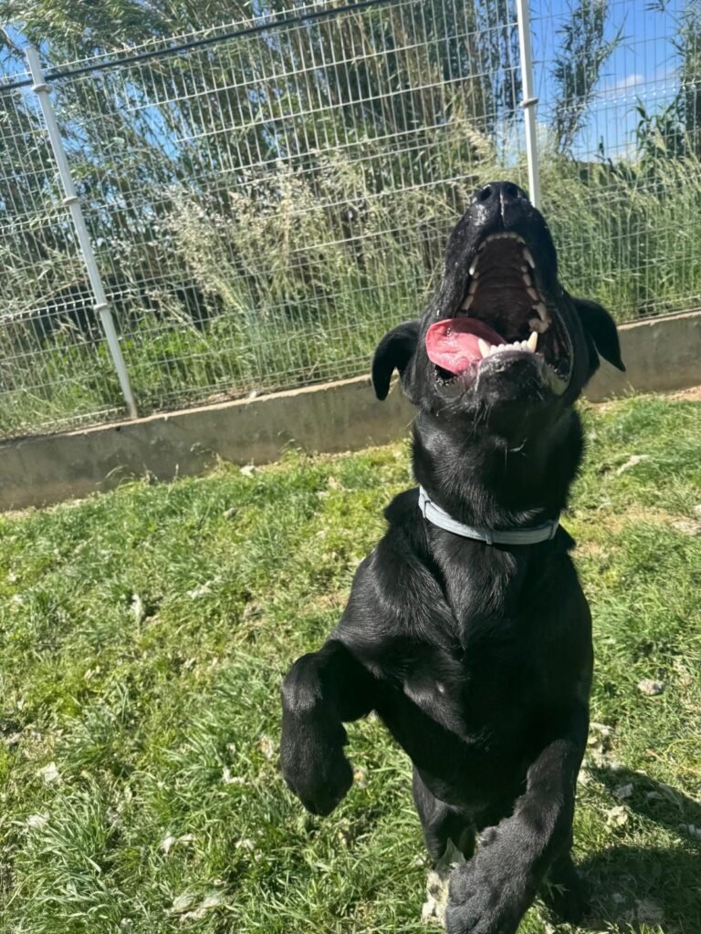 centro canino aragonés