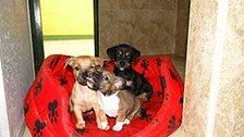 Centro Canino Parras – residencia canina en Murcia