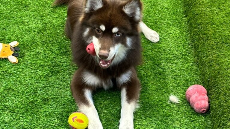 Guardería Canina Chester House – residencia canina en Madrid
