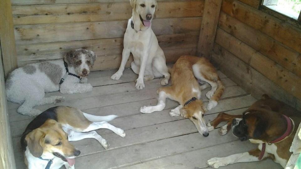 Residencia Canina Cinc Petjades – residencia canina en Lleida