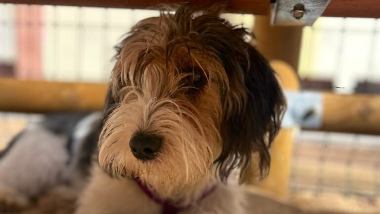 Guardería Canina CityDog Chamberí – residencia canina en Madrid