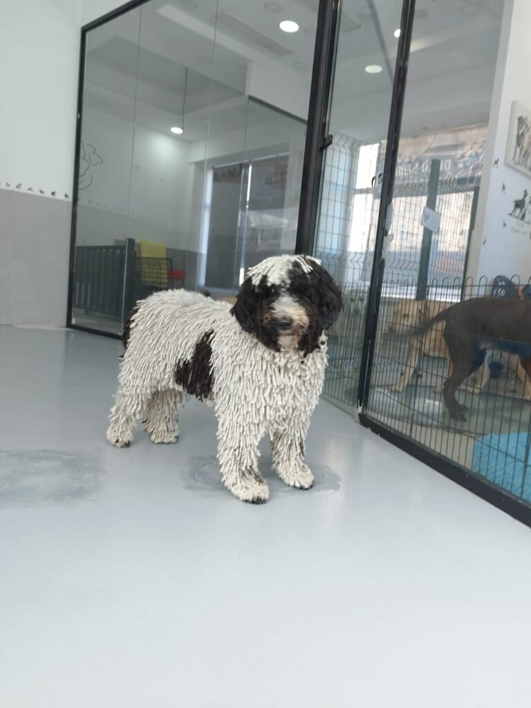 citydog chamberí