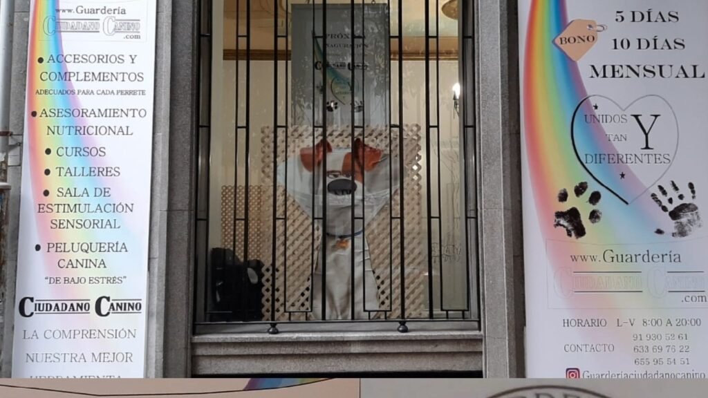 Guardería Canina Ciudadano Canino – residencia canina en Madrid