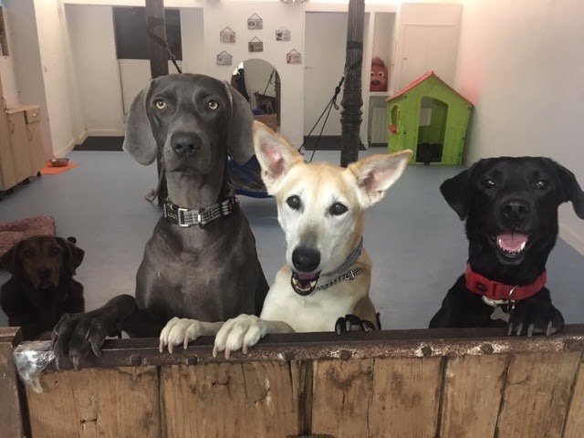 ciudadano canino