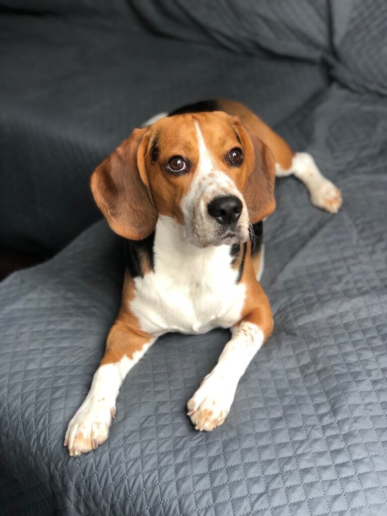 ciudadano canino