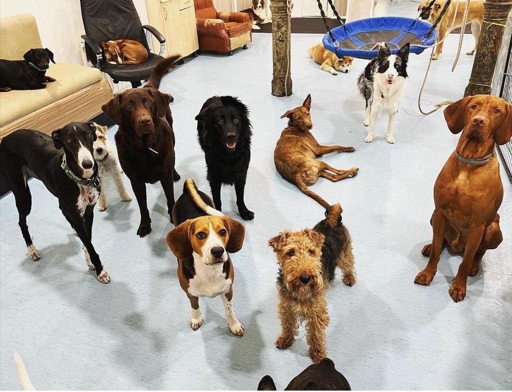ciudadano canino