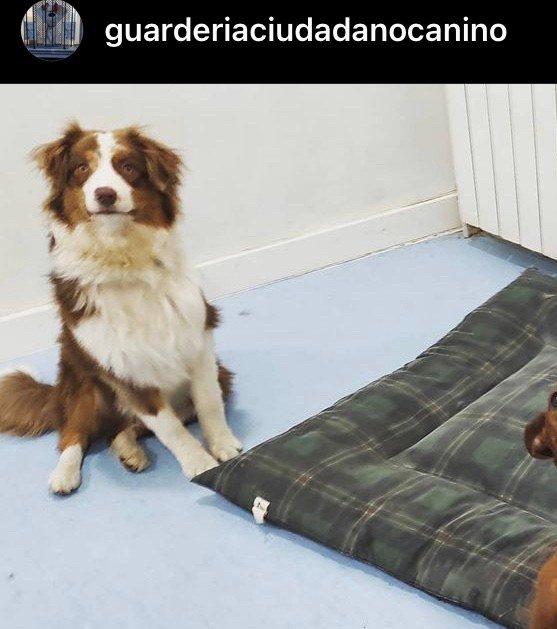 ciudadano canino