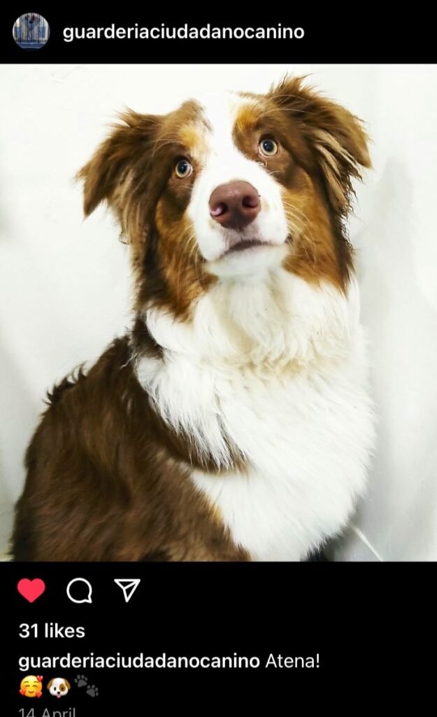ciudadano canino