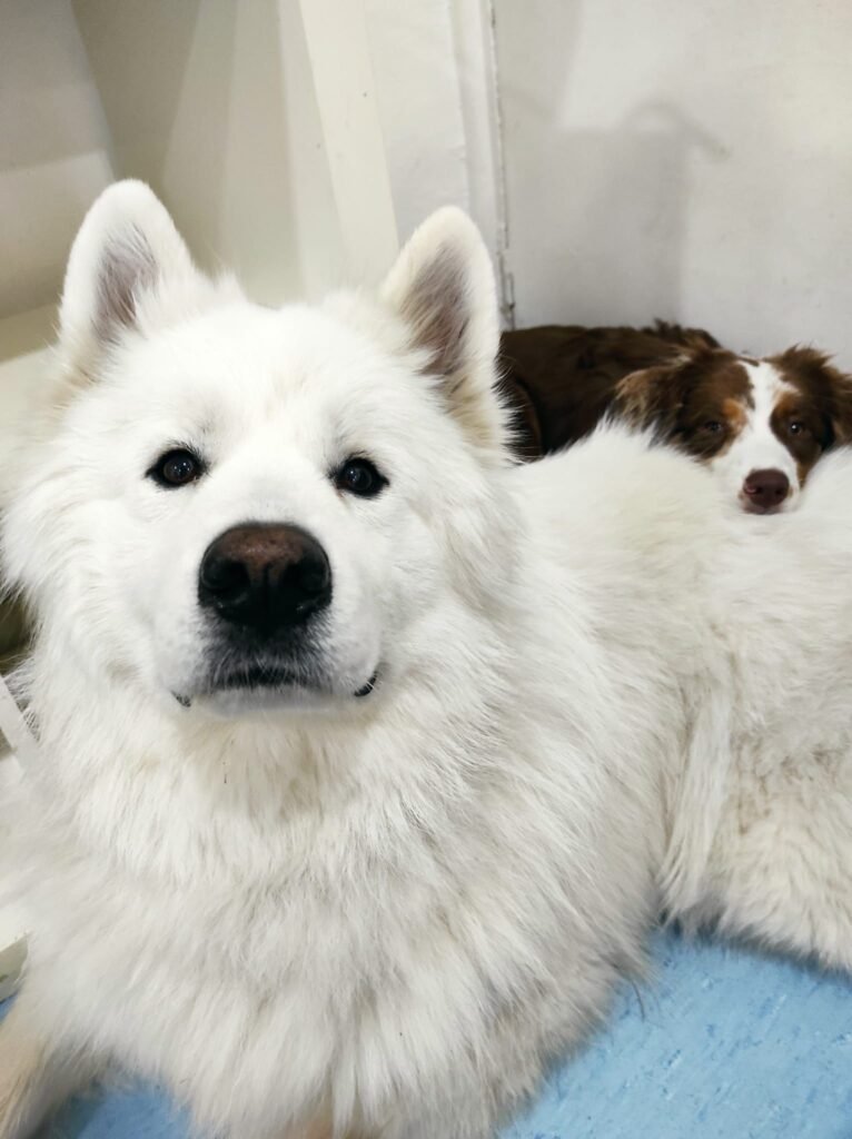 ciudadano canino