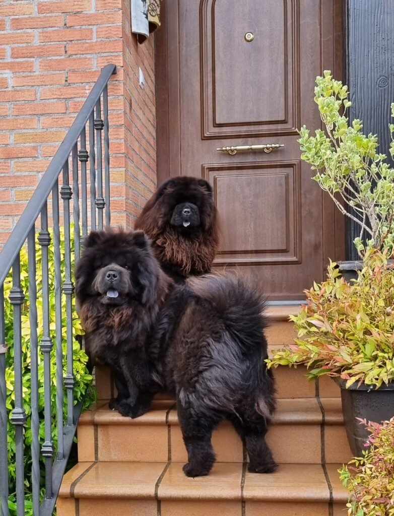 club veterinario la legua