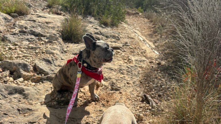 Como en Casa Hostel – residencia canina en Baleares