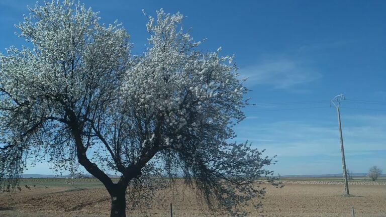 Residencia Canina Conde Can – residencia canina en Toledo