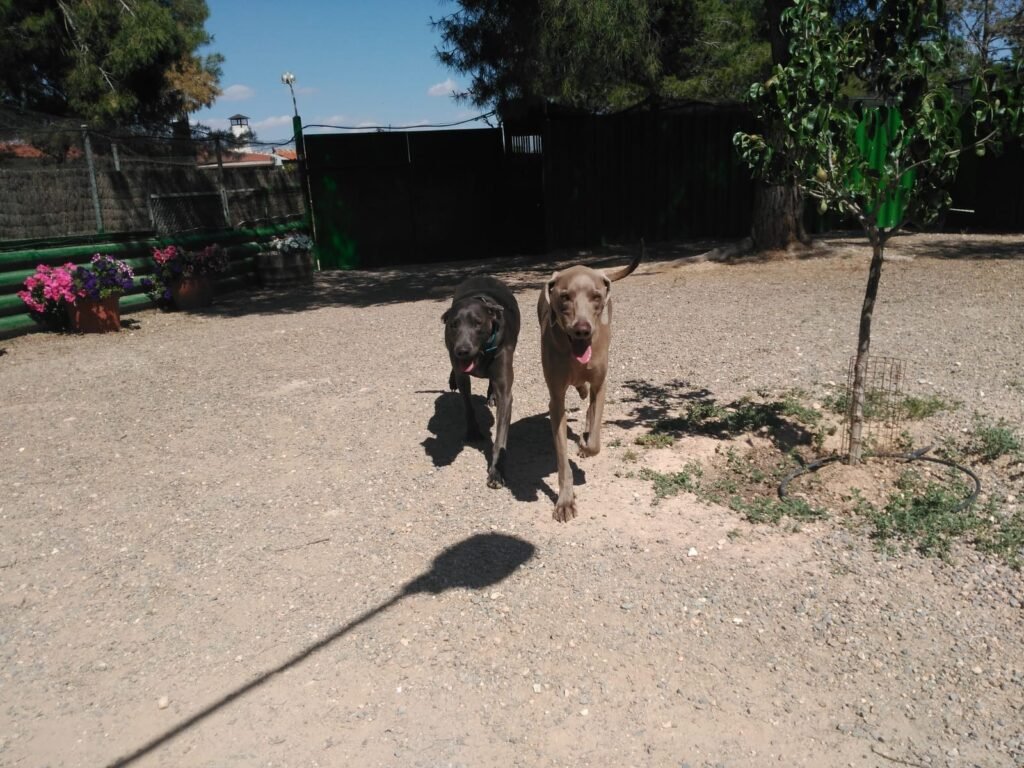 conde can