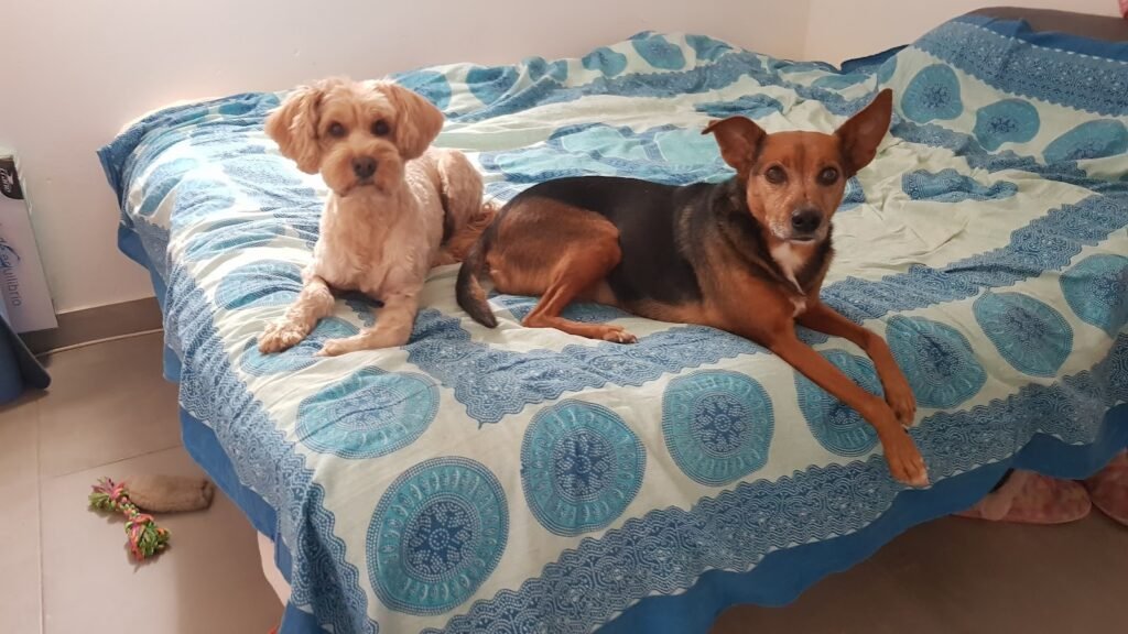 Residencia Canina Corazón de Perro – residencia canina en Segovia
