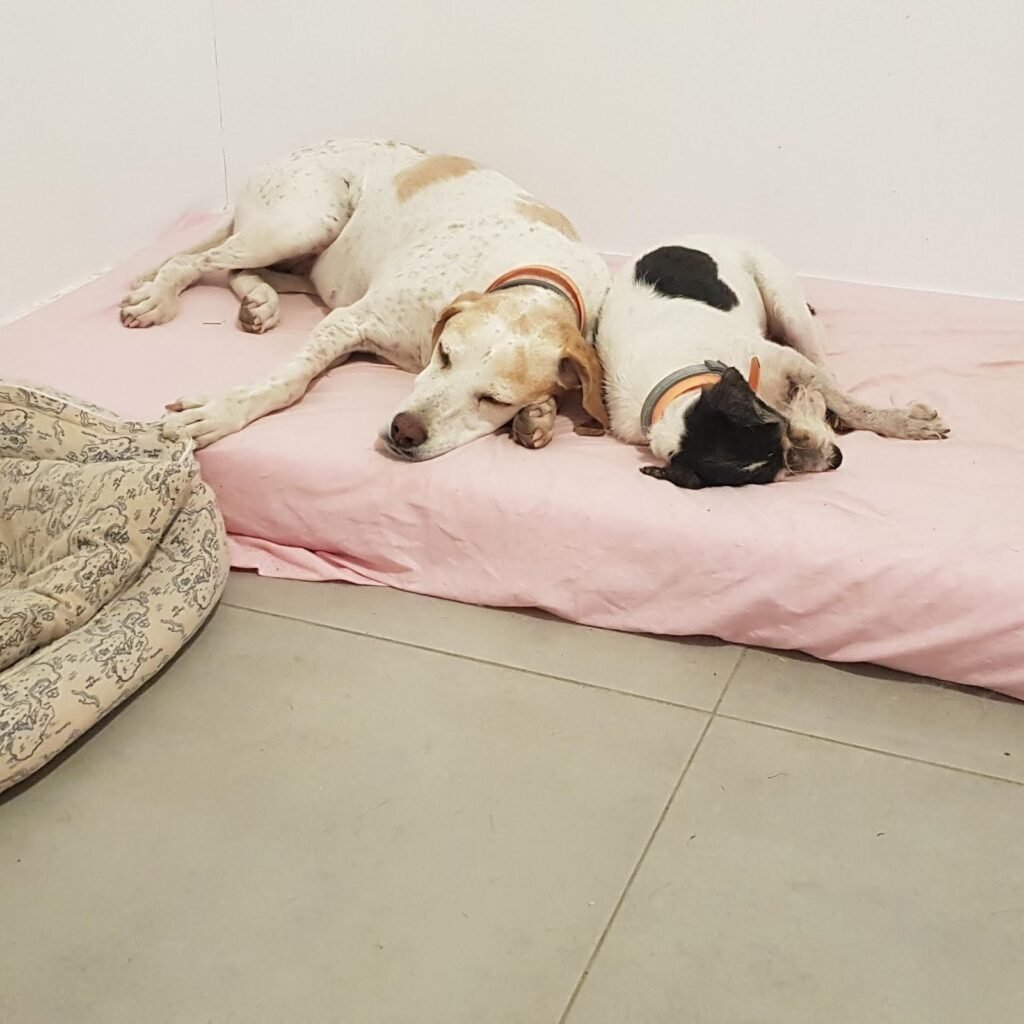 corazón de perro