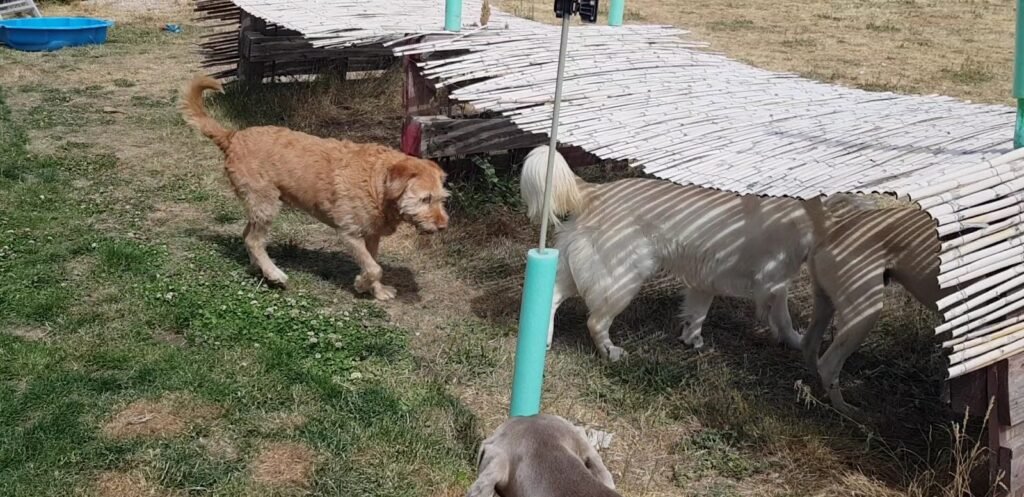 corazón de perro